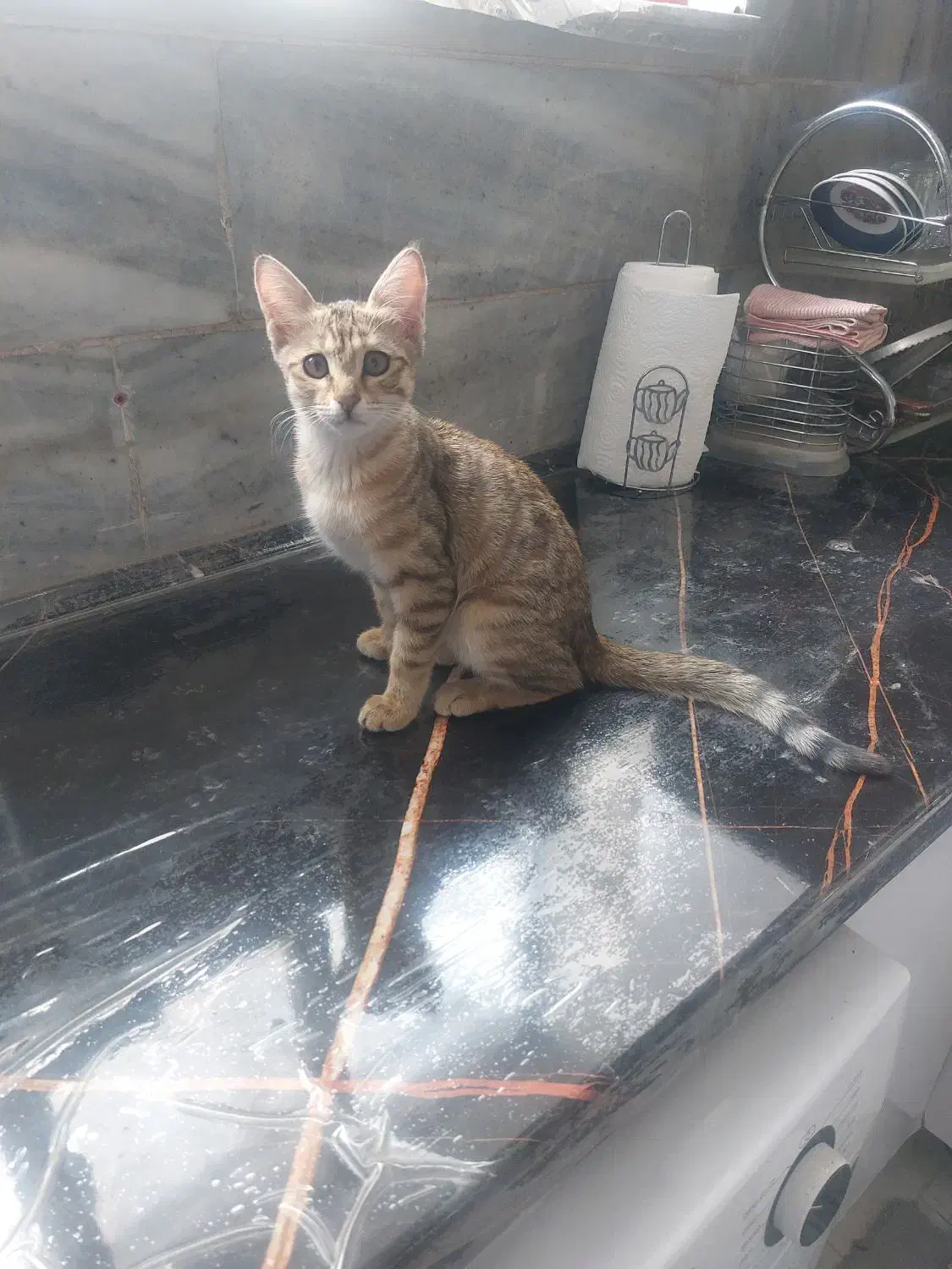 واگذاری بچه گربه سه ماهه|گربه|زنجان, |دیوار