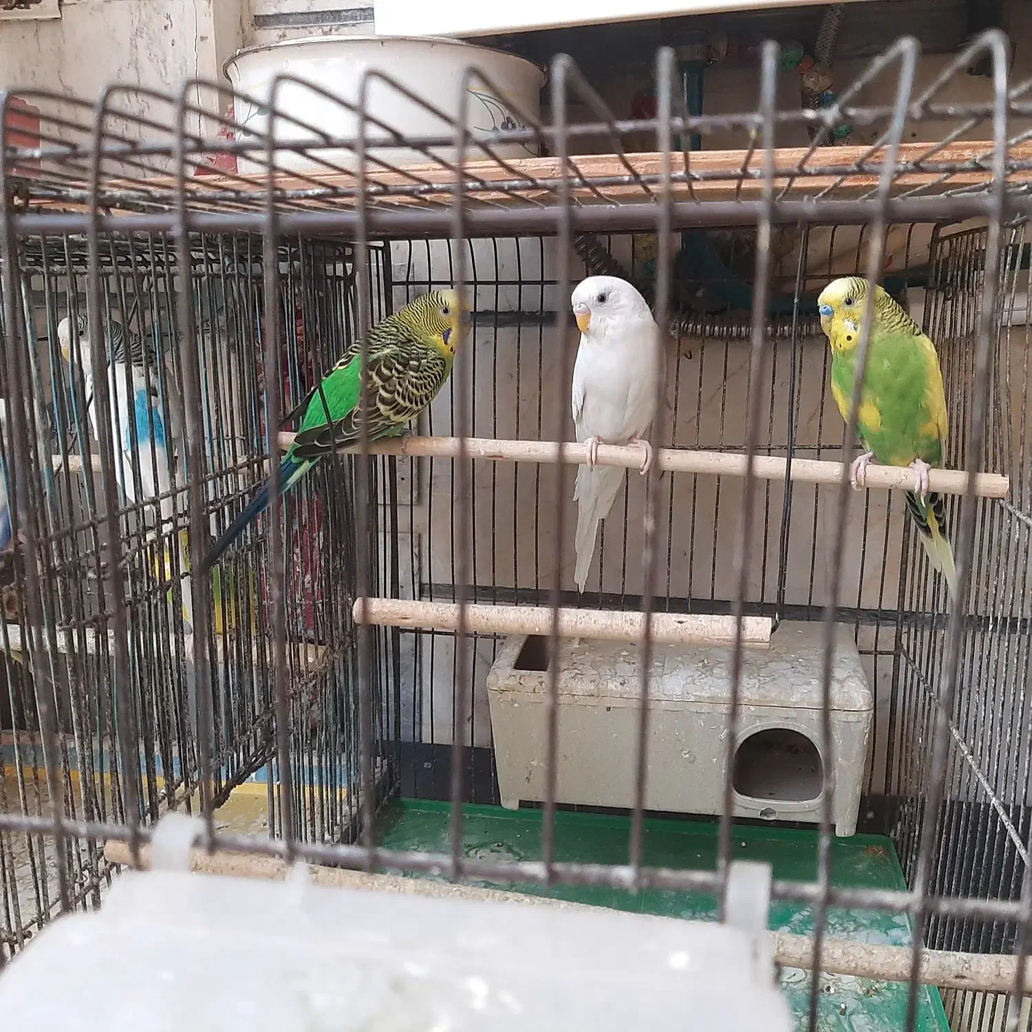 یک جفت مرغ عشق|پرنده|تهران, خانیآباد|دیوار