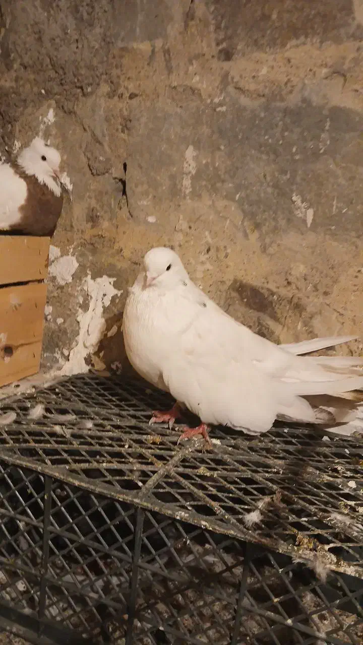 کفتر قدار دیمدیک بالا|پرنده|گرمی, |دیوار