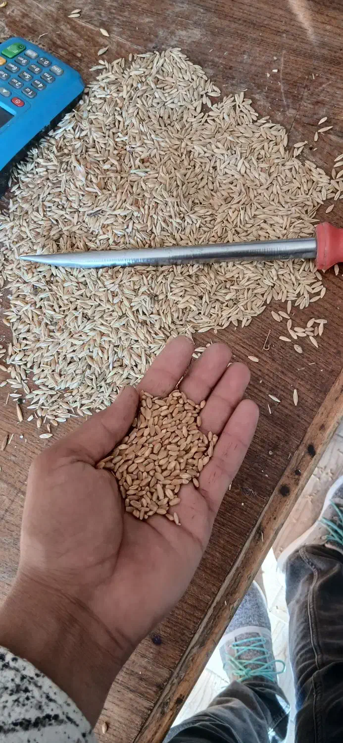 بذر گندم.  آبی و دیم.|عمده‌فروشی|کوهدشت, |دیوار