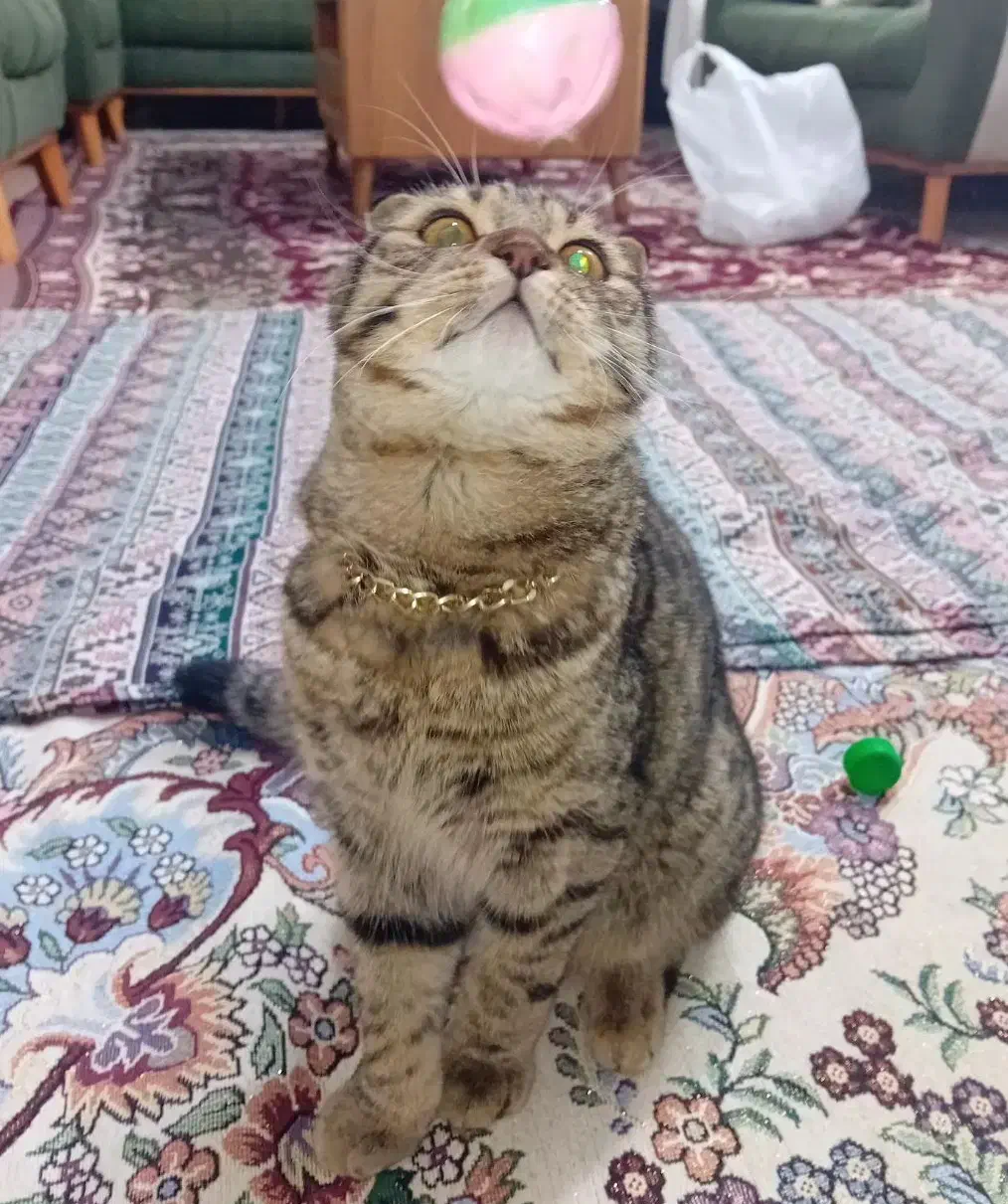 گربه میکس اسکاتیش و بریتیش|گربه|اسلامشهر, مطهری|دیوار