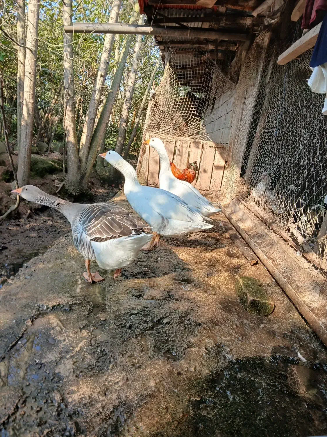 غاز|حیوانات مزرعه|کومله, |دیوار