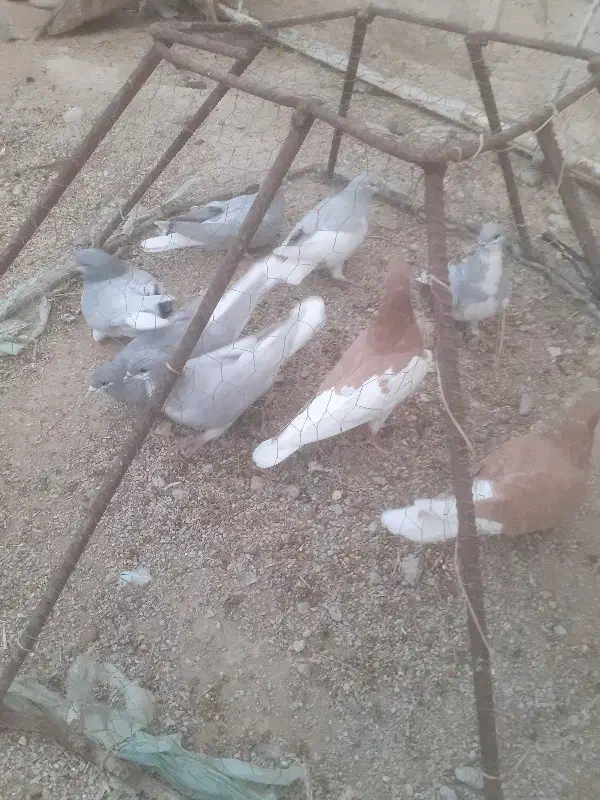 پرنده|پرنده|جره و بالاده, |دیوار