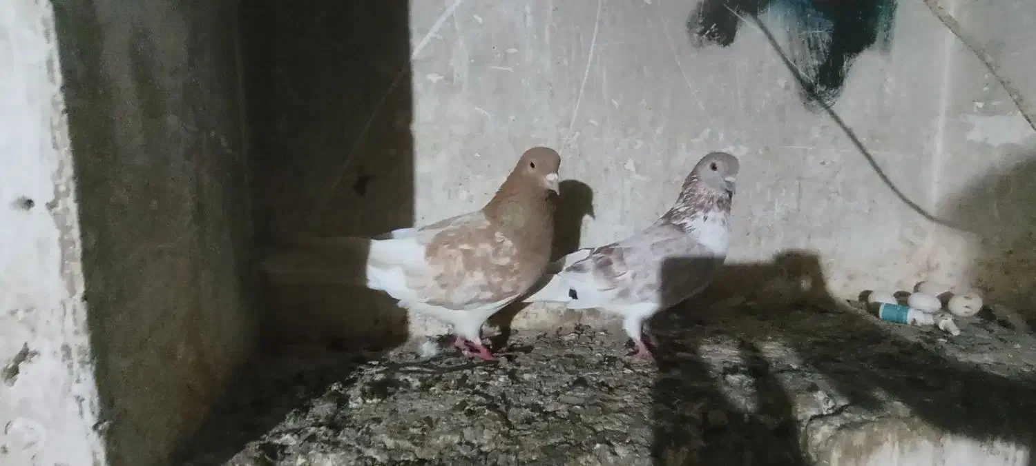 گفت. طوقی|پرنده|ویلکیج, |دیوار