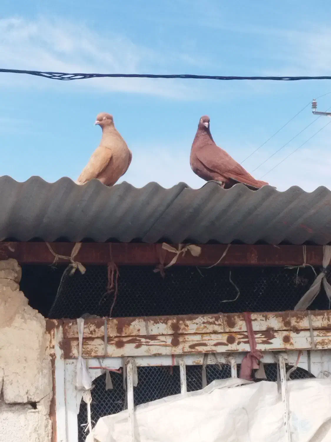 پرنده مرغ کبوتر|پرنده|اندیمشک, |دیوار