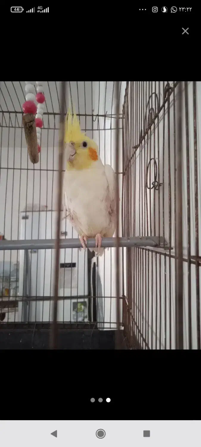 عروس هلندی نر|پرنده|زاهدان, |دیوار