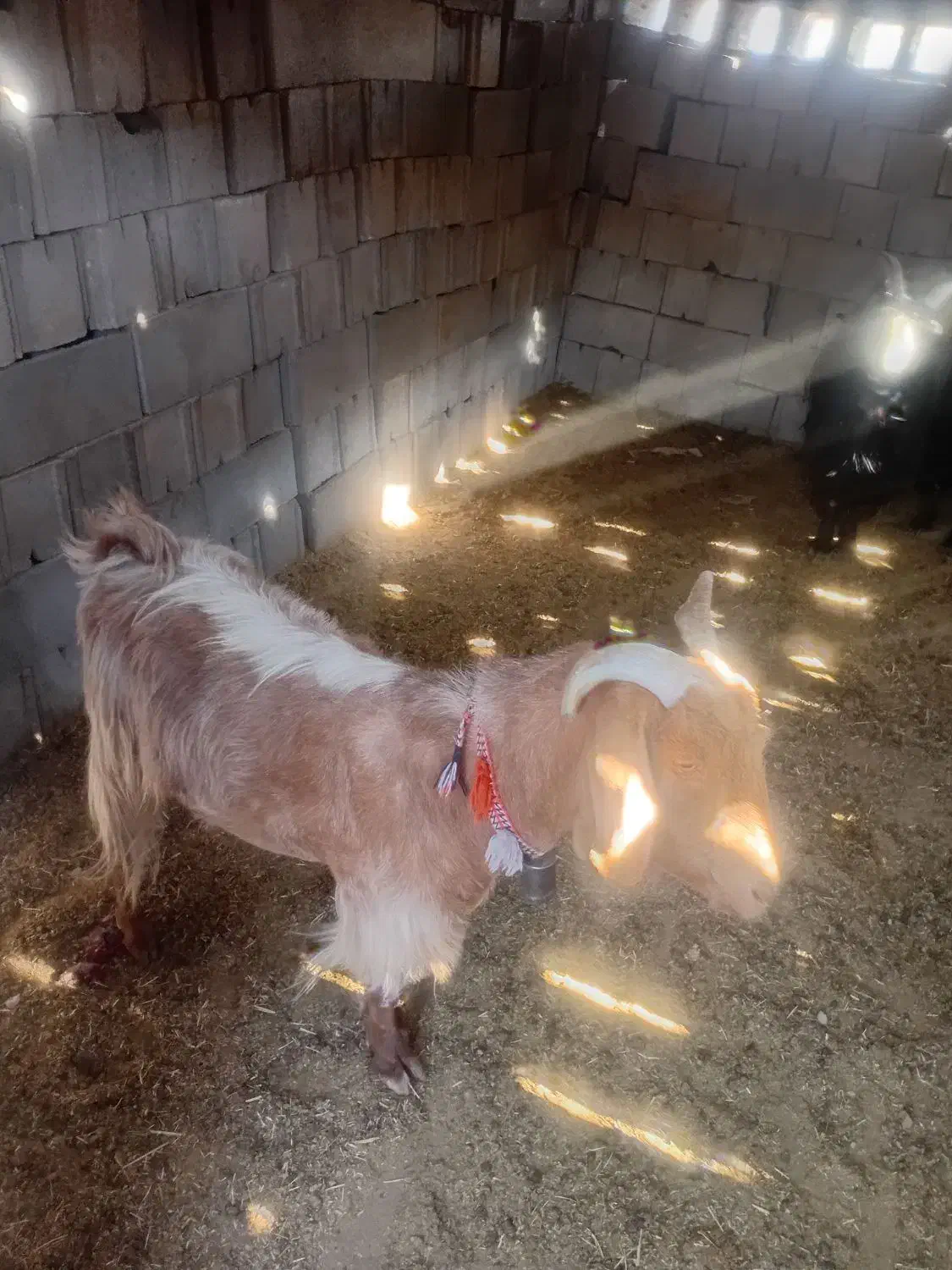 ۳راس بز داشتی آبستن بفروش میرسدقیمت ۳۶ملیون|حیوانات مزرعه|ایذه, |دیوار