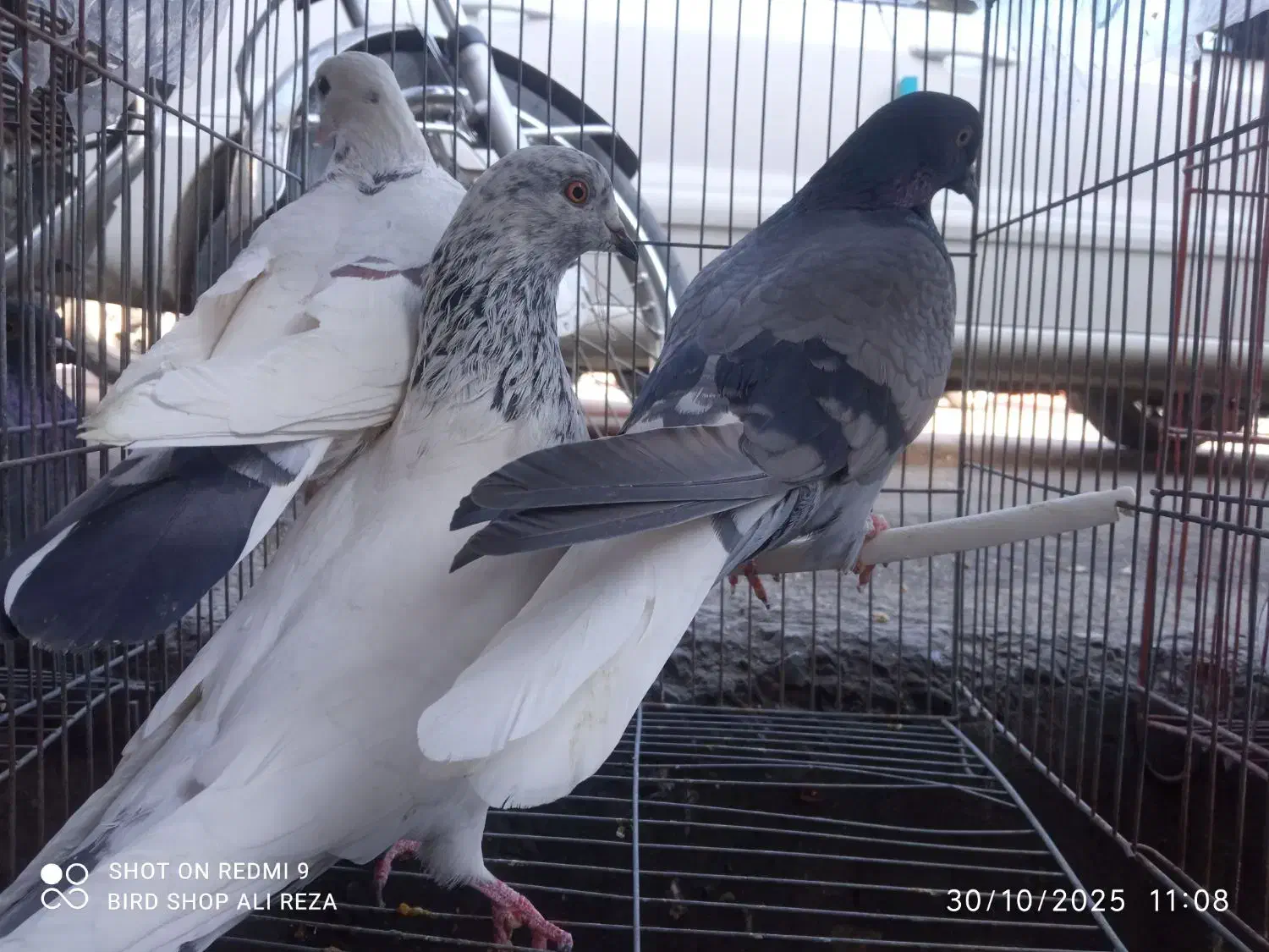 کبوتر|پرنده|سردشت, |دیوار