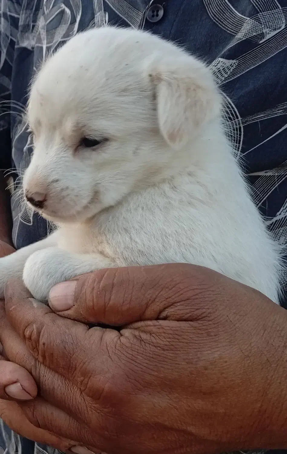 توله پامر وشیواوا|سگ|قنوات, |دیوار