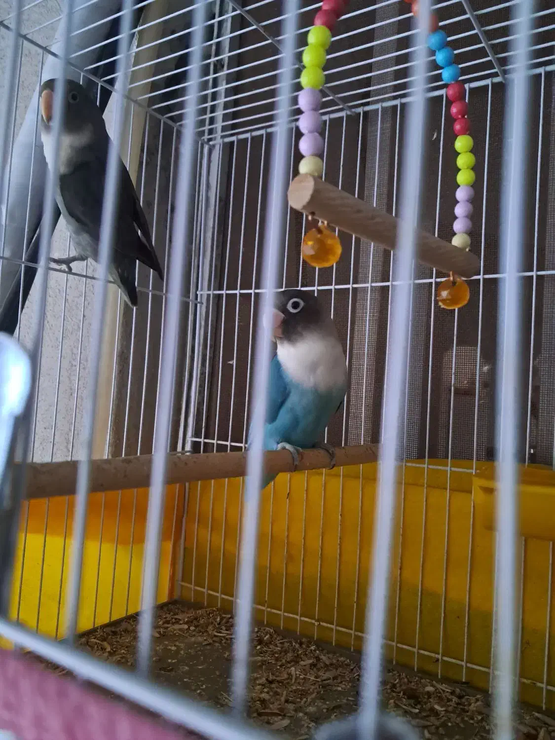 کوتوله برزیلی|پرنده|جیرفت, |دیوار