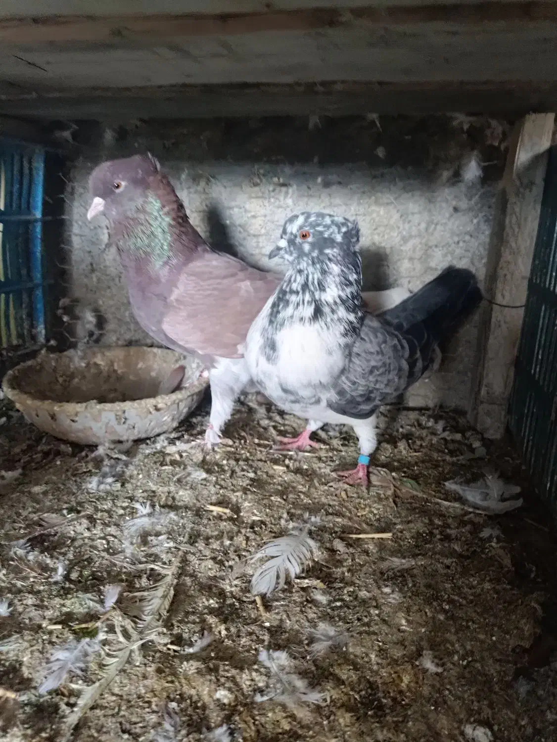 کبوتر|پرنده|سیمین شهر, |دیوار