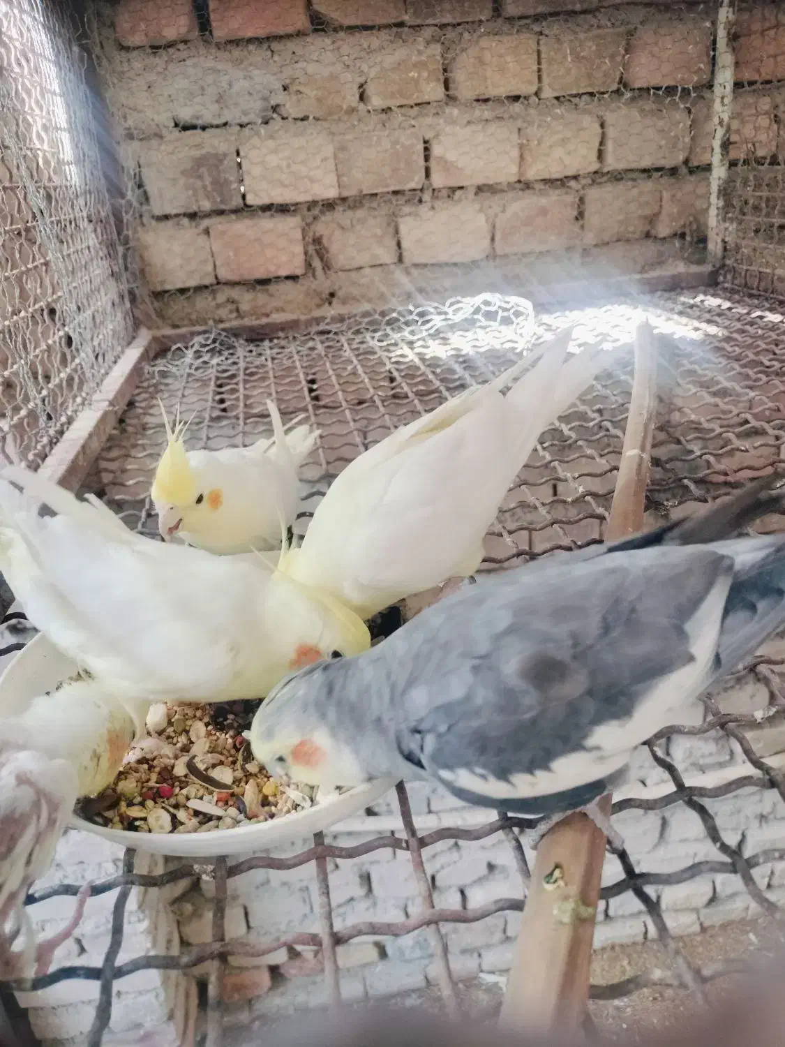 دو جفت فروشی|پرنده|سراوان, |دیوار