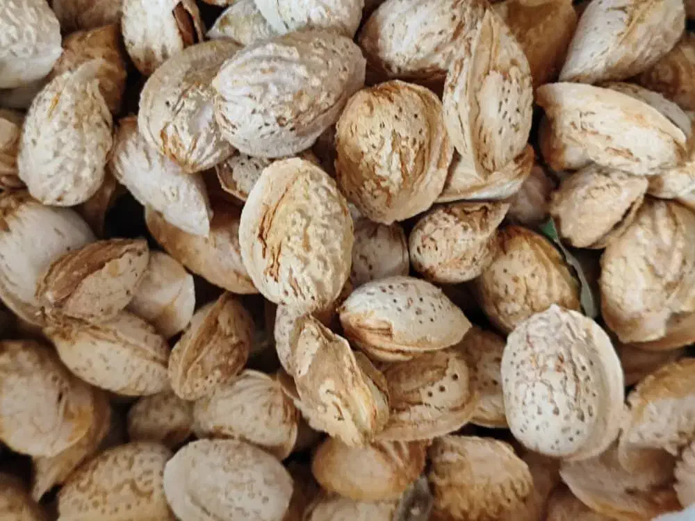 فندق.بادام.کشمش|خوردنی و آشامیدنی|گرگان, |دیوار