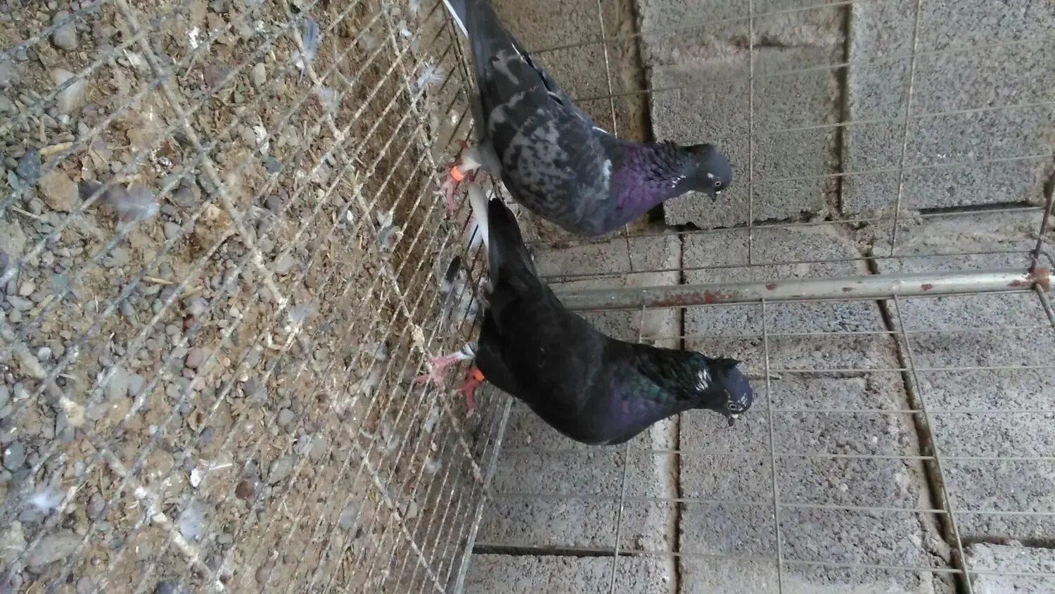 کفتر|پرنده|میناب, |دیوار