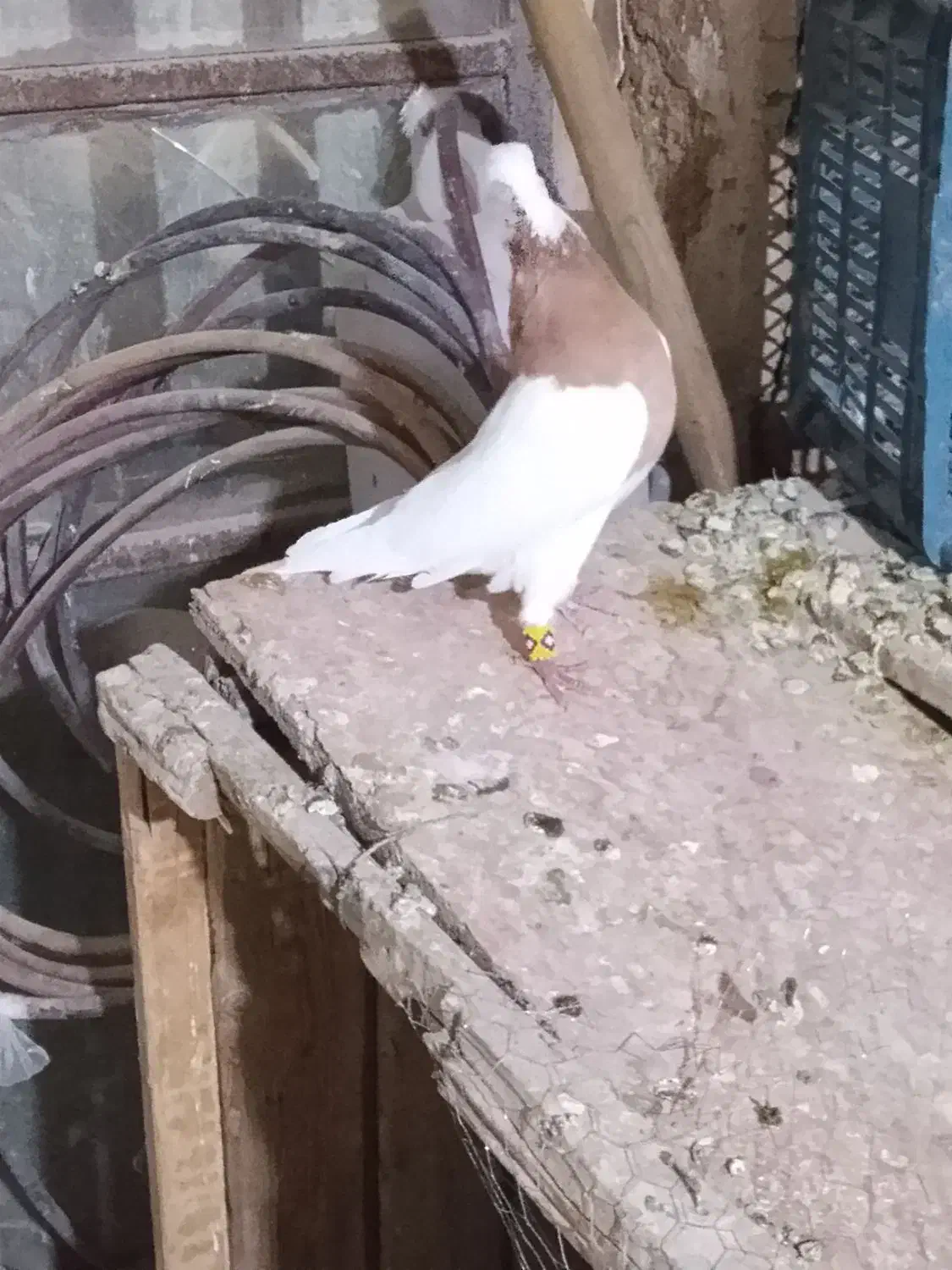 طوق زرد|پرنده|زرقان, |دیوار