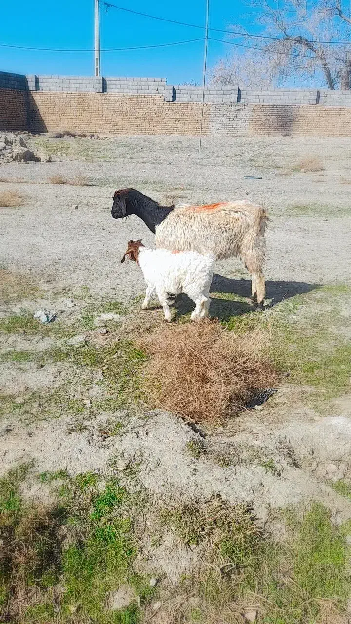 بزبزغاله|حیوانات مزرعه|مشهد, کلاته برفی|دیوار