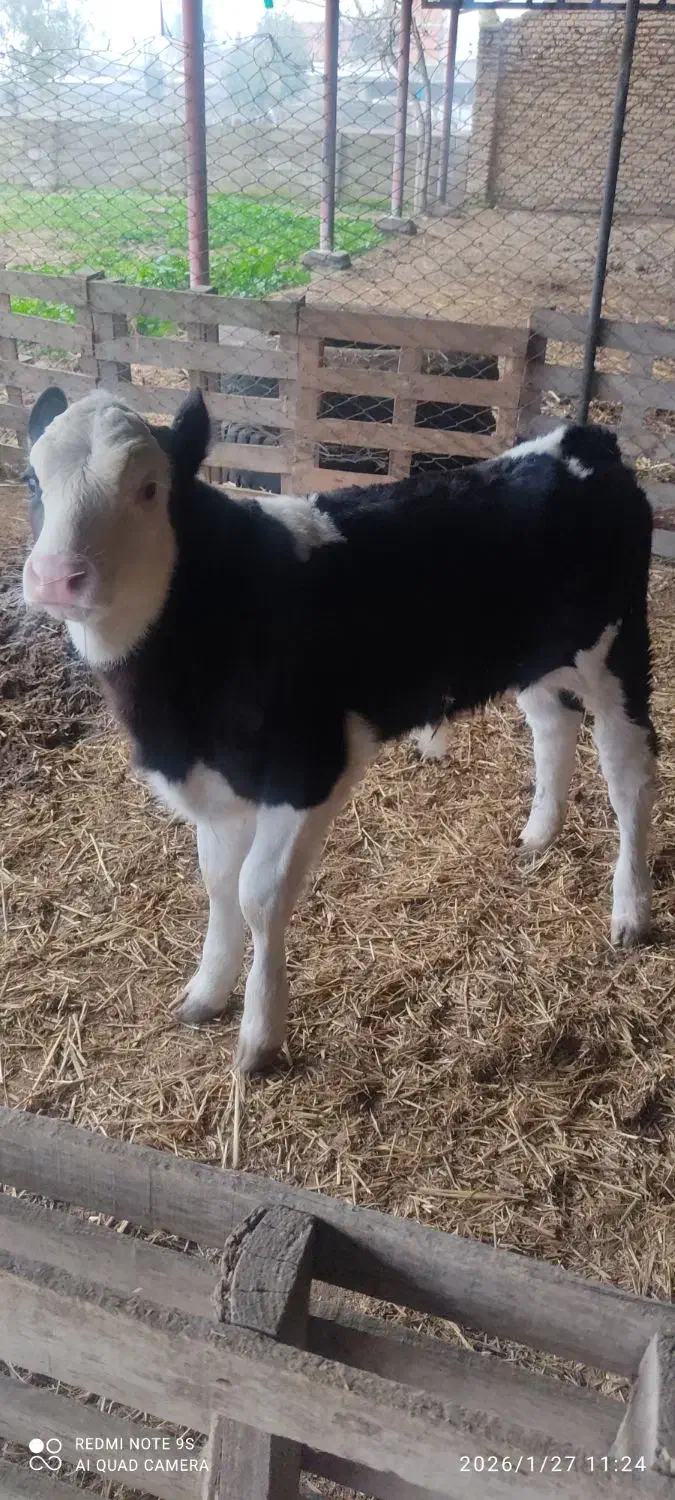 گوساله سیمینتال|حیوانات مزرعه|آق قلا, |دیوار