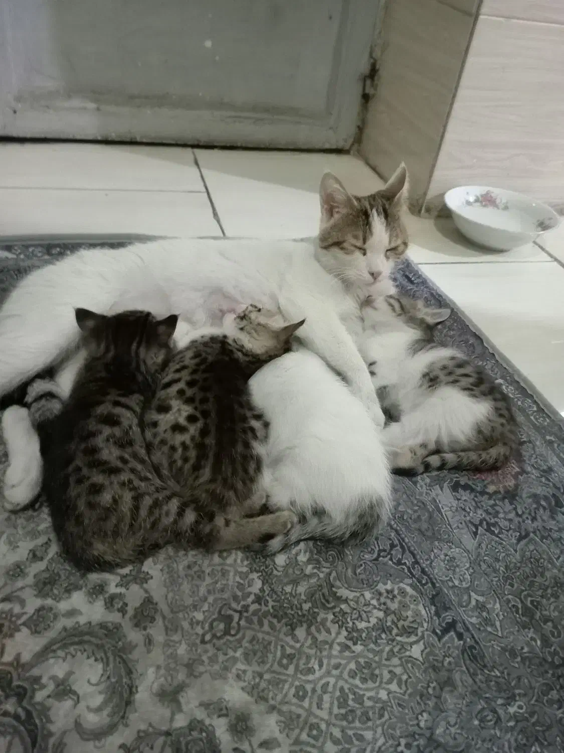 گربه مادر همراه با 4 تا بچه|گربه|ارومیه, |دیوار