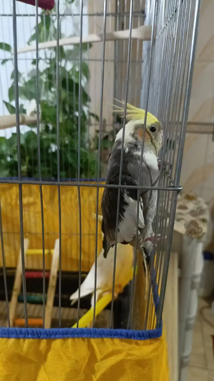 دو عدد طوطی گمشده|پرنده|سنندج, |دیوار