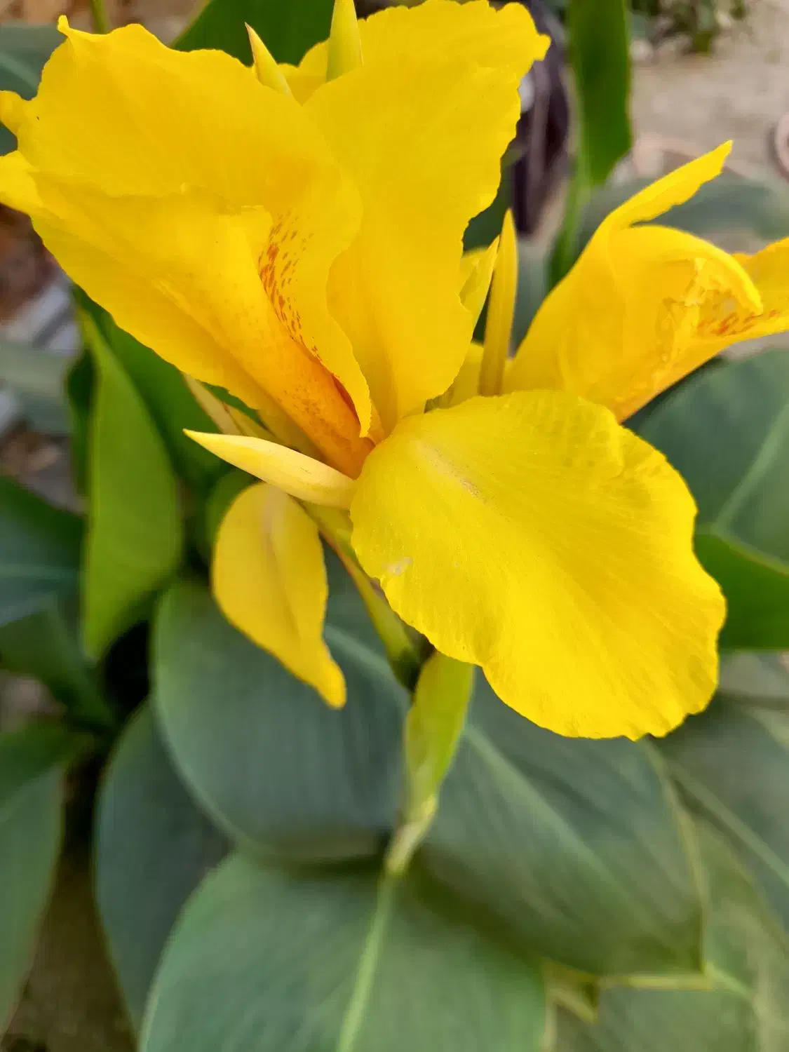 هرس حرفه ای|خدمات باغبانی و درختکاری|قره چای, |دیوار