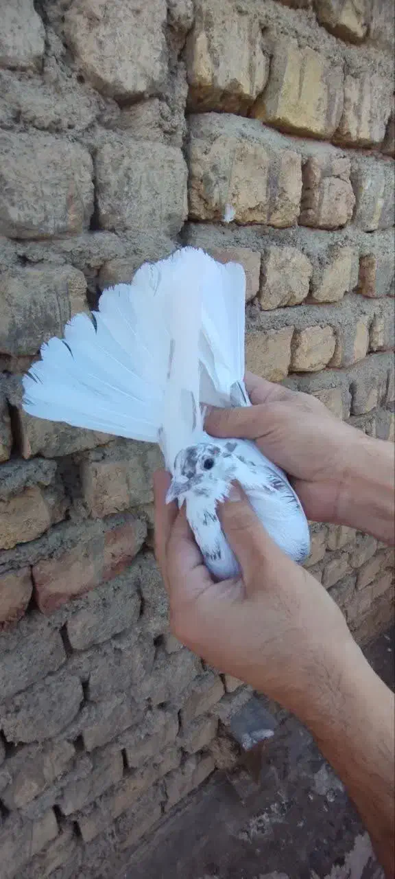 کفتر پرشی|پرنده|قم, نخودی|دیوار