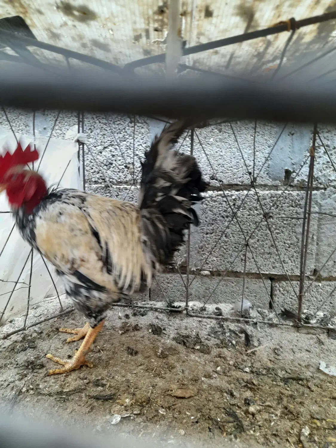 خروس گردن لخت و مرغ گناوه|حیوانات مزرعه|بندر گناوه, |دیوار