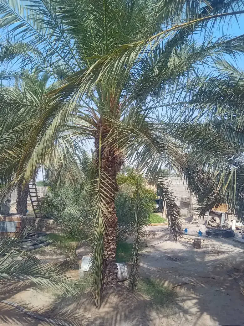 قطع نخل وبرش مخ|خدمات باغبانی و درختکاری|بندر گناوه, |دیوار