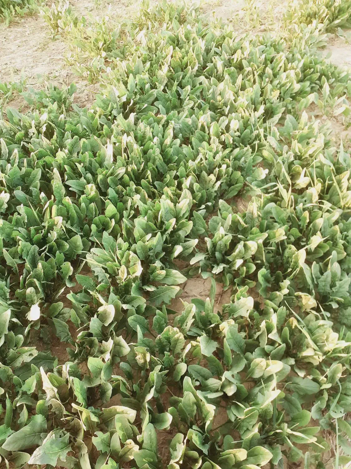 اسفناج علا تازه با قیمت مناسب|خوردنی و آشامیدنی|سرخنکلاته, |دیوار