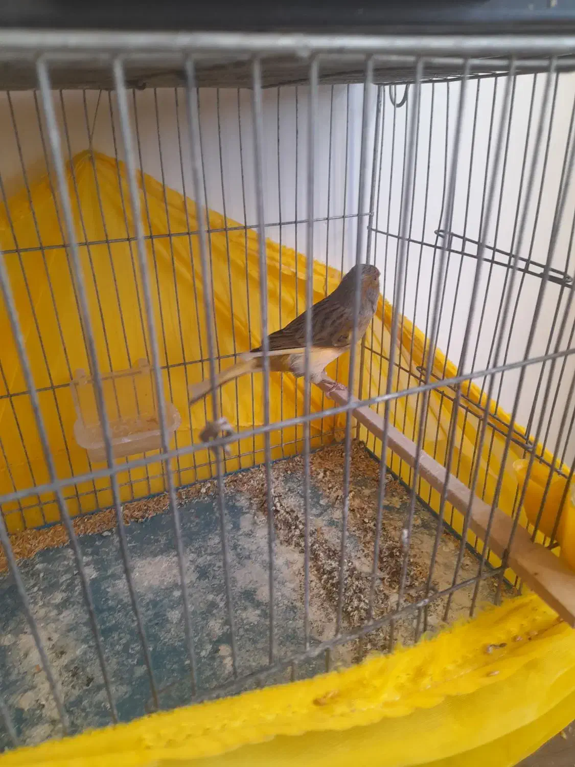 قناری درجه یک قرص|پرنده|هشتگرد, فاز ۲ مهستان|دیوار