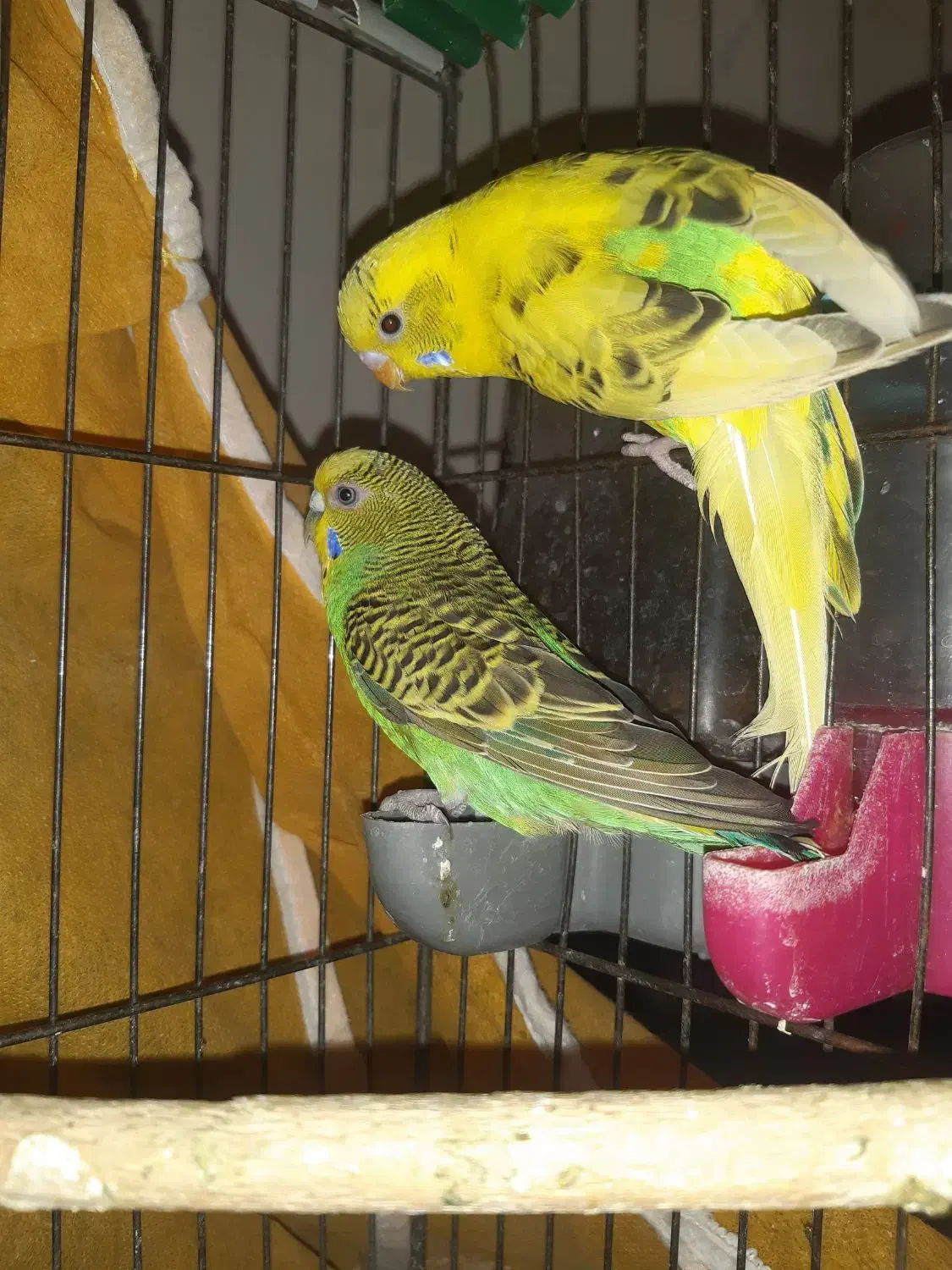 مرغ عشق|پرنده|اصفهان, حصه جنوبی|دیوار