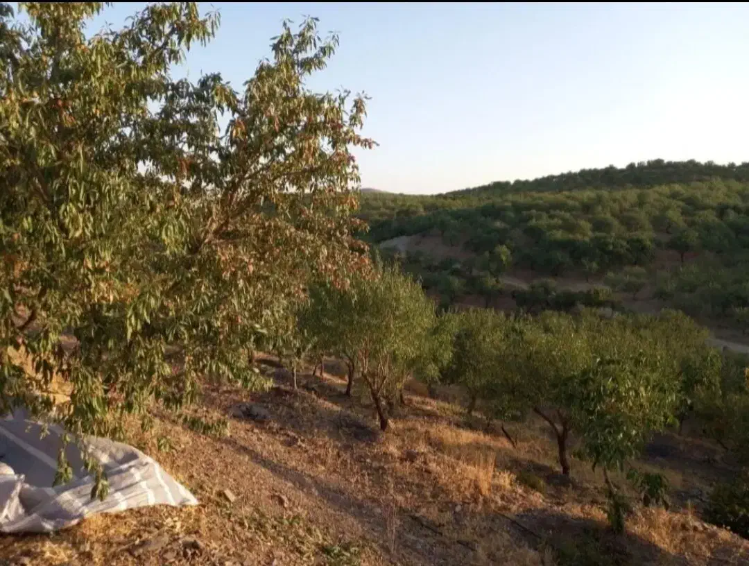 مارکده باغ هزار متری|فروش زمین و ملک کلنگی|زاینده رود, |دیوار