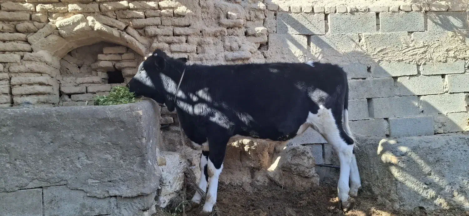 گوساله نر درجه یک|حیوانات مزرعه|جرقویه, |دیوار