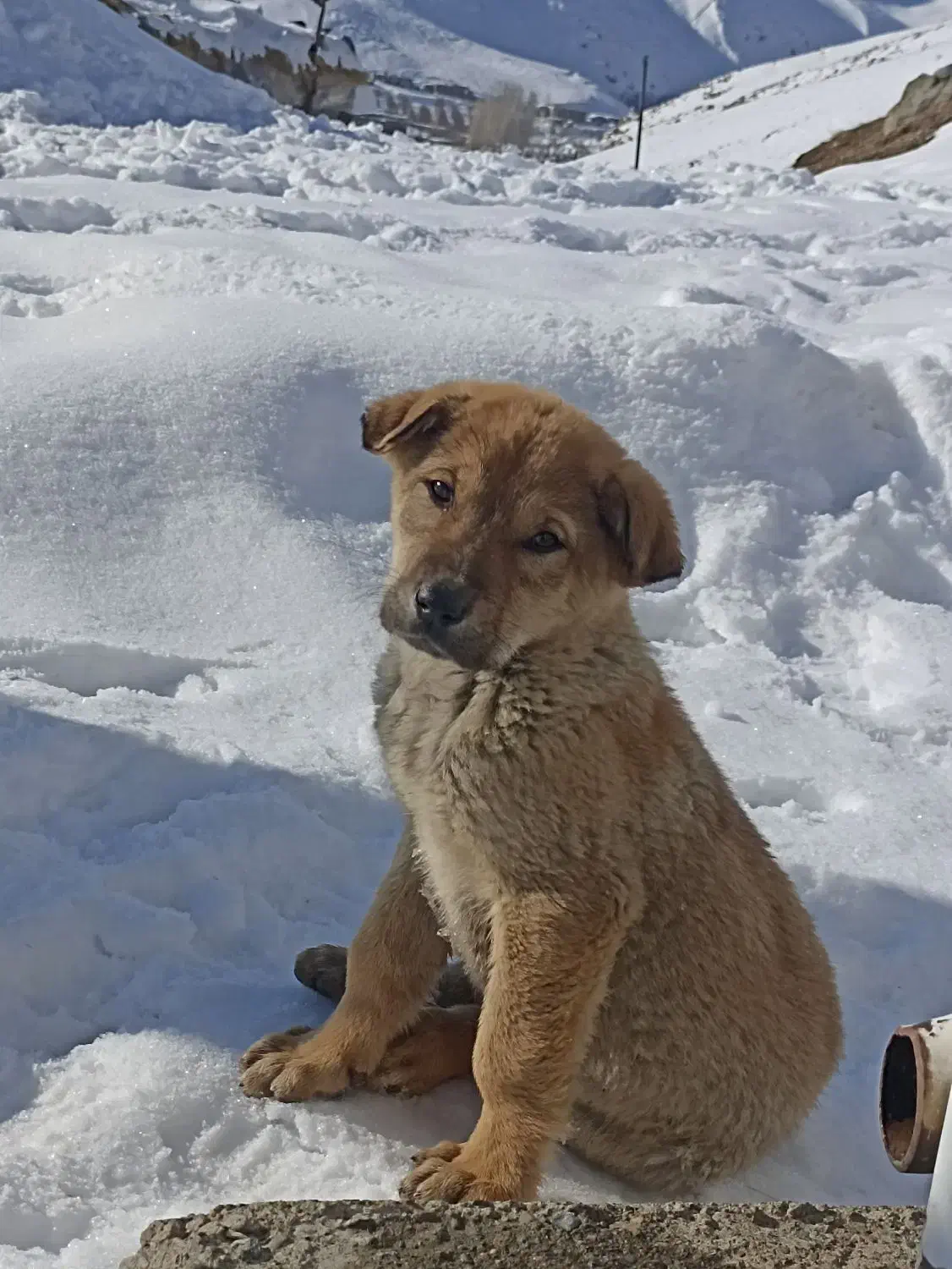 سگ پژدر|سگ|اشنویه, |دیوار