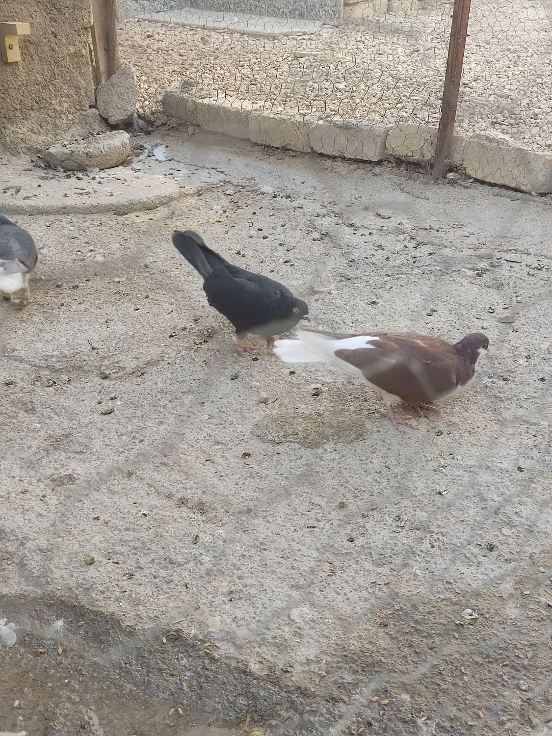 کبوتر|پرنده|سیدان, |دیوار