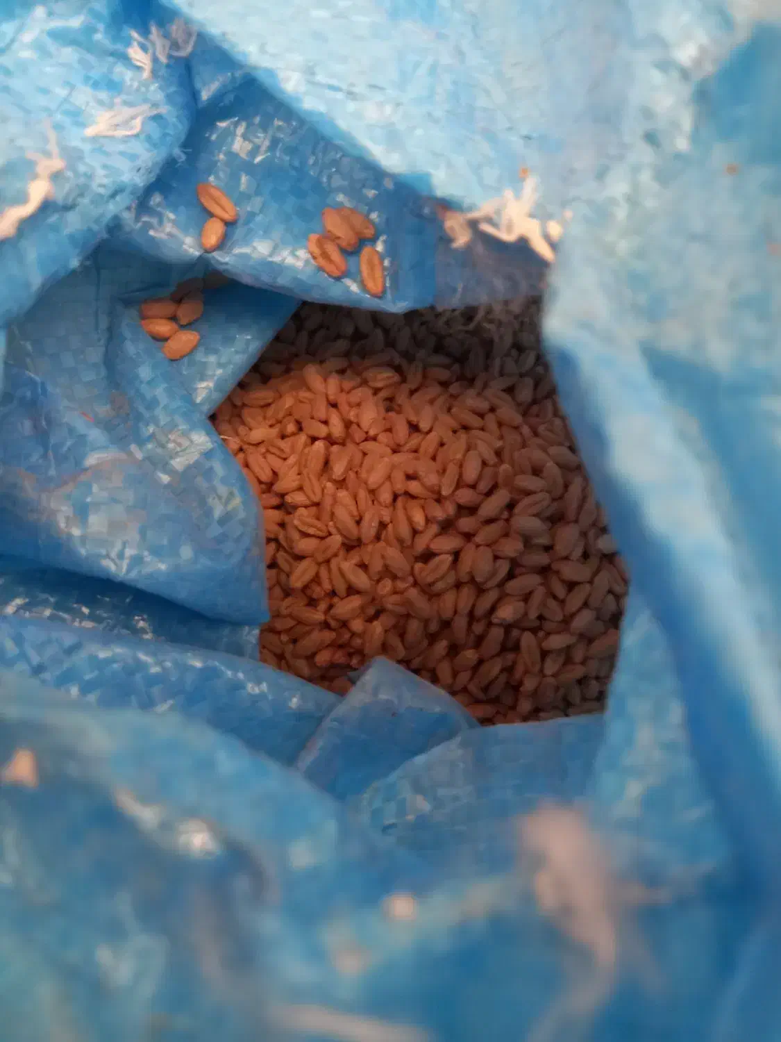 ۱۵۰ کیلو گندم بذری بوجاری شده|عمدهفروشی|مرودشت, نقش رستم|دیوار