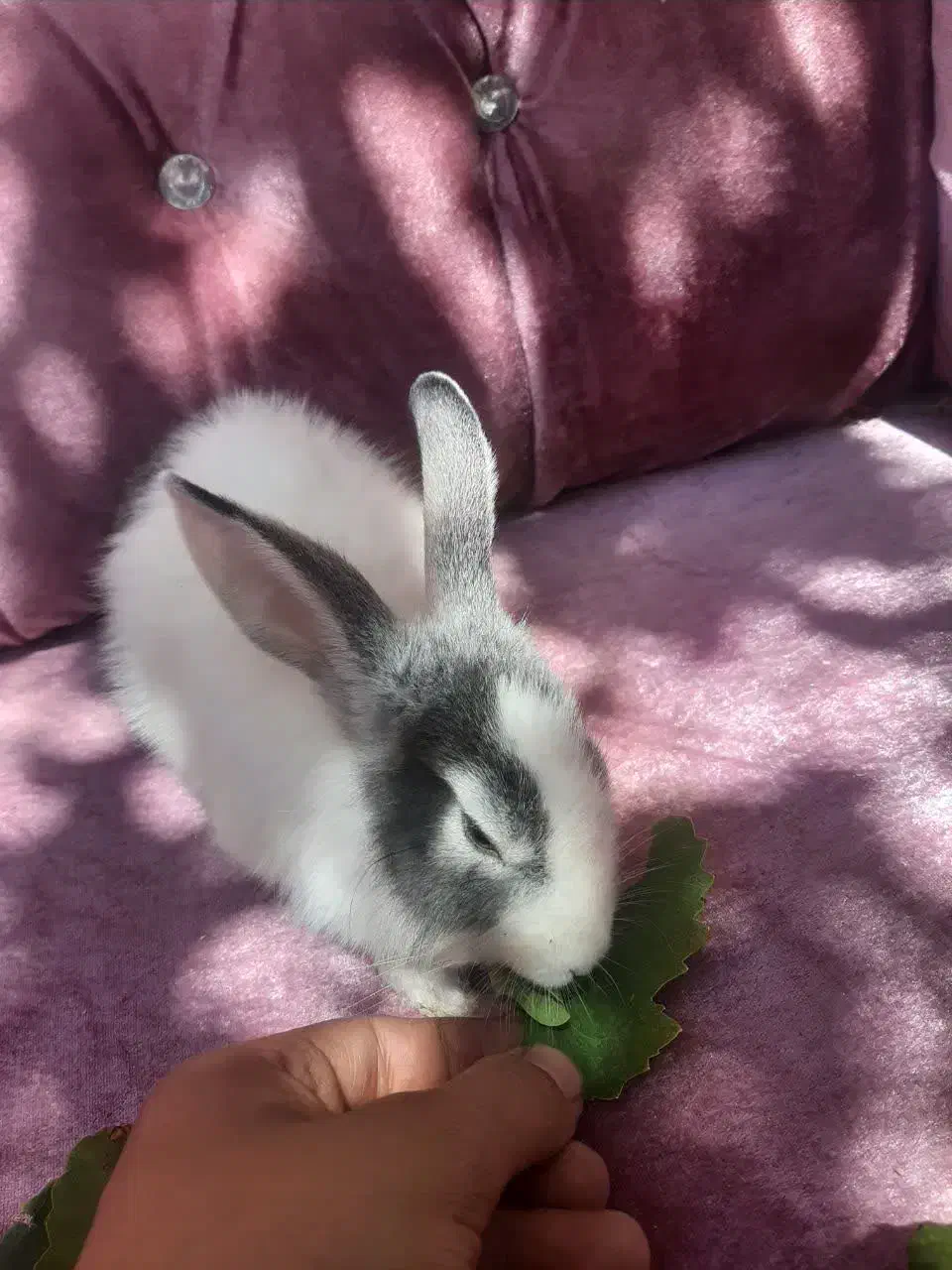 خرگوش اهلی|موش و خرگوش|سهند, |دیوار