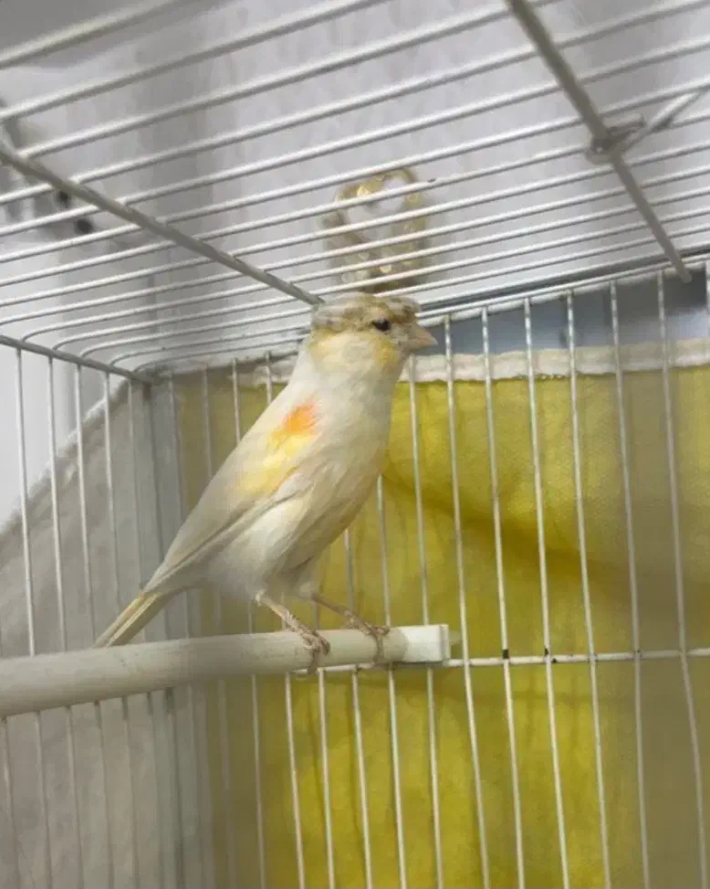 یک جفت قناری با ۵تا تخم|پرنده|مشهد, پنجتن|دیوار