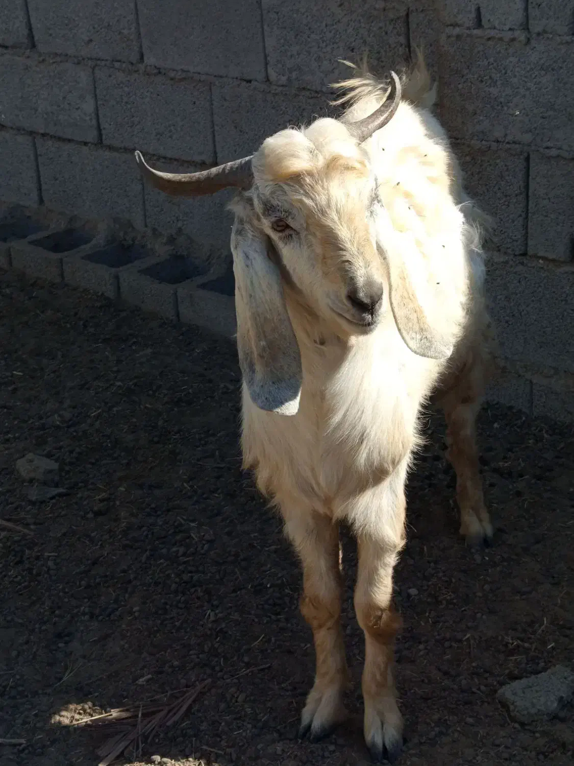 چپش یک سال چاق ۲۰کیلو گوشت داره|حیوانات مزرعه|حور, |دیوار