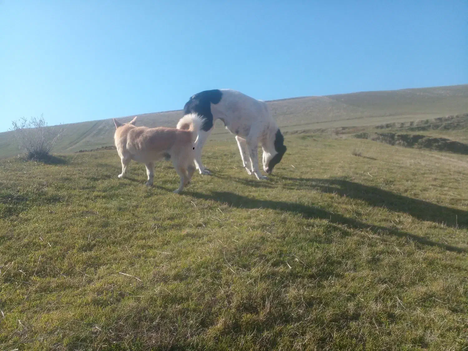 پاکوتاه نر اشپیتز|سگ|بیله سوار, |دیوار