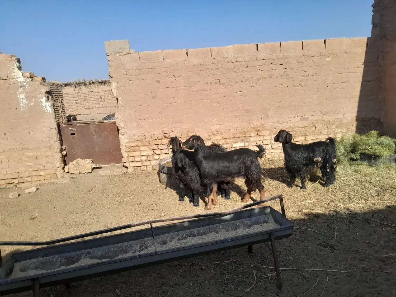 دوراس بز زاییده چاق بزغاله درشت|حیوانات مزرعه|یونسی, |دیوار