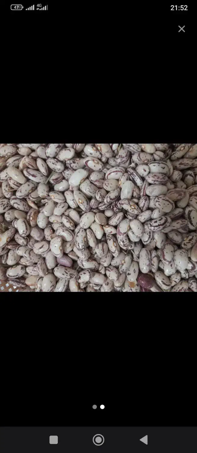 لوبیا چیتی تازه|خوردنی و آشامیدنی|صومای برادوست, |دیوار