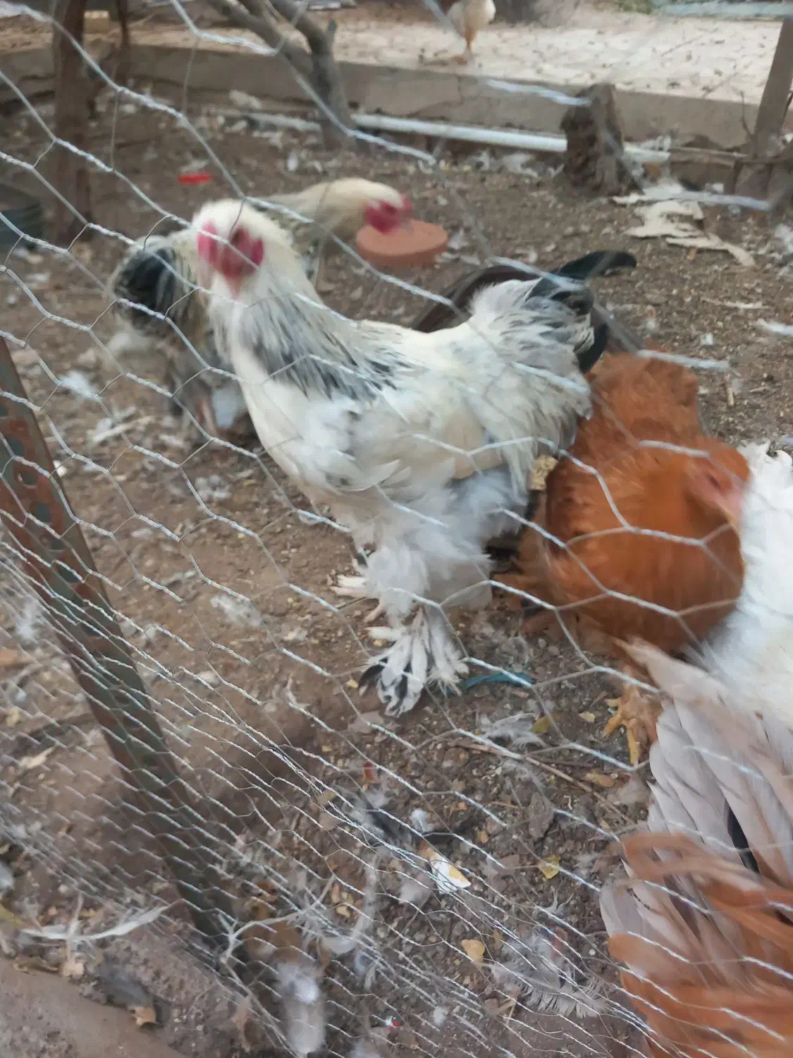 فروش خروس برهما|حیوانات مزرعه|یزد, |دیوار