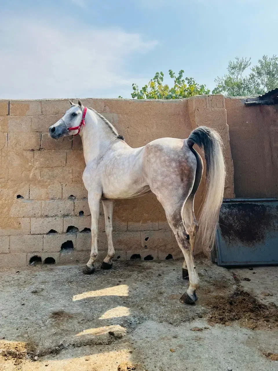 نریون سپهر کرد|اسب و تجهیزات اسبسواری|کرمان, |دیوار