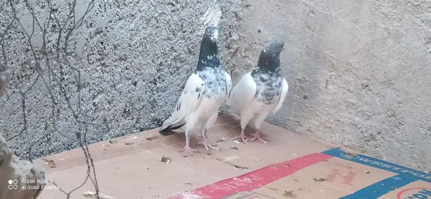 تعدادکبوتر سبز و دوتا شیخ پاکستانی|پرنده|خورموج, |دیوار