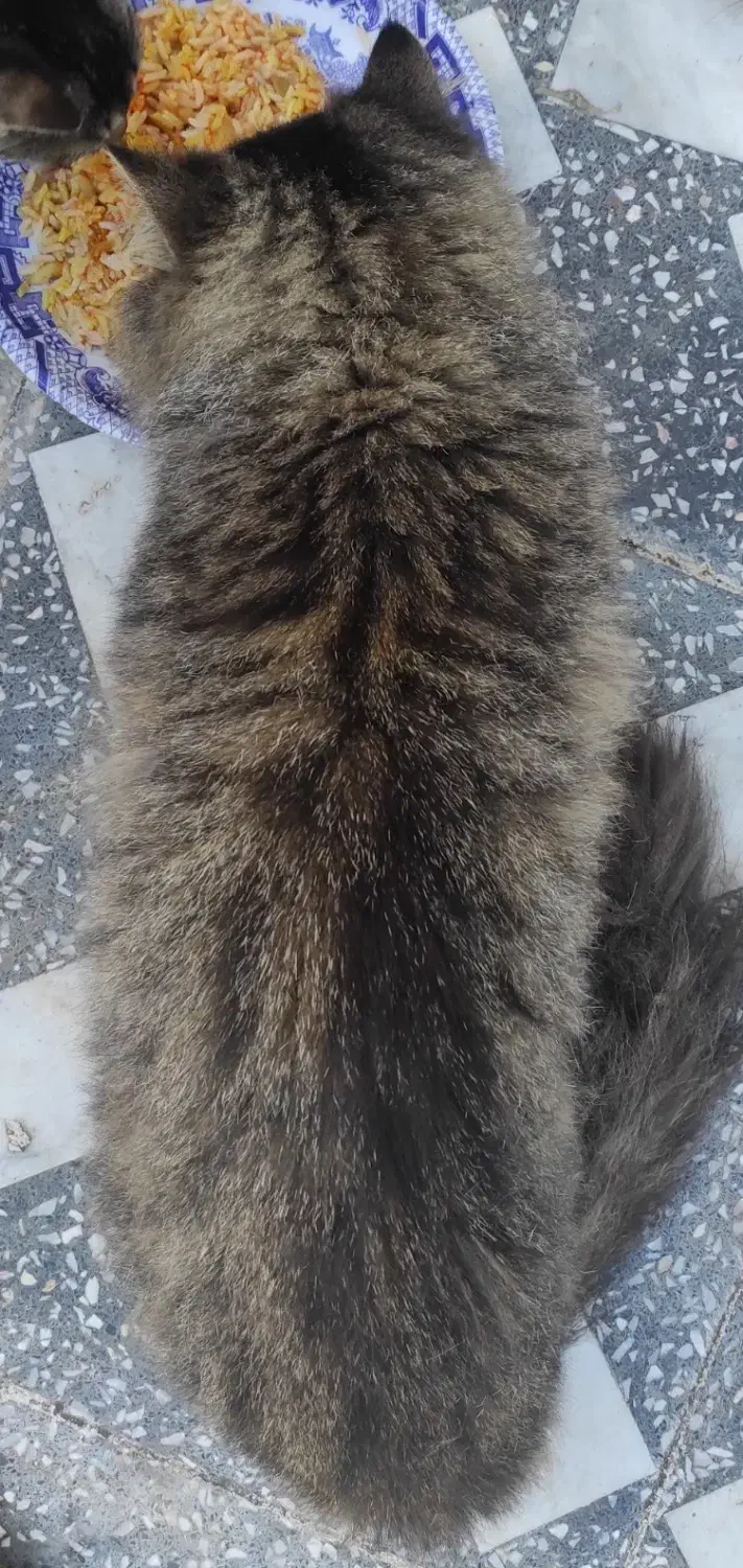 گربه گم شده در روستای حسین آباد ترکیب DHLو پرشین|گربه|رودسر, |دیوار