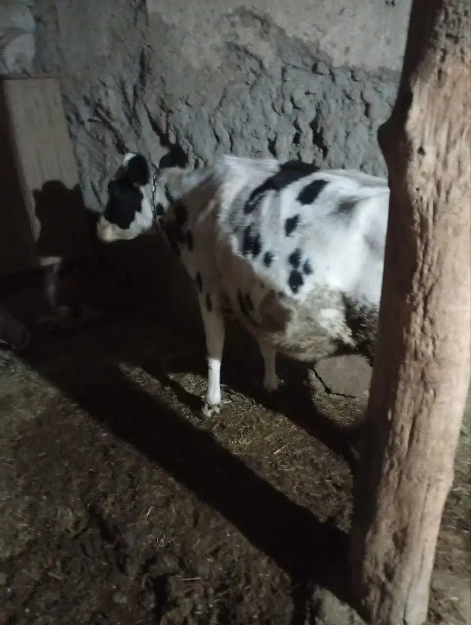 یک راس گوساله نر و گاو ابستن|حیوانات مزرعه|ماهنشان, |دیوار