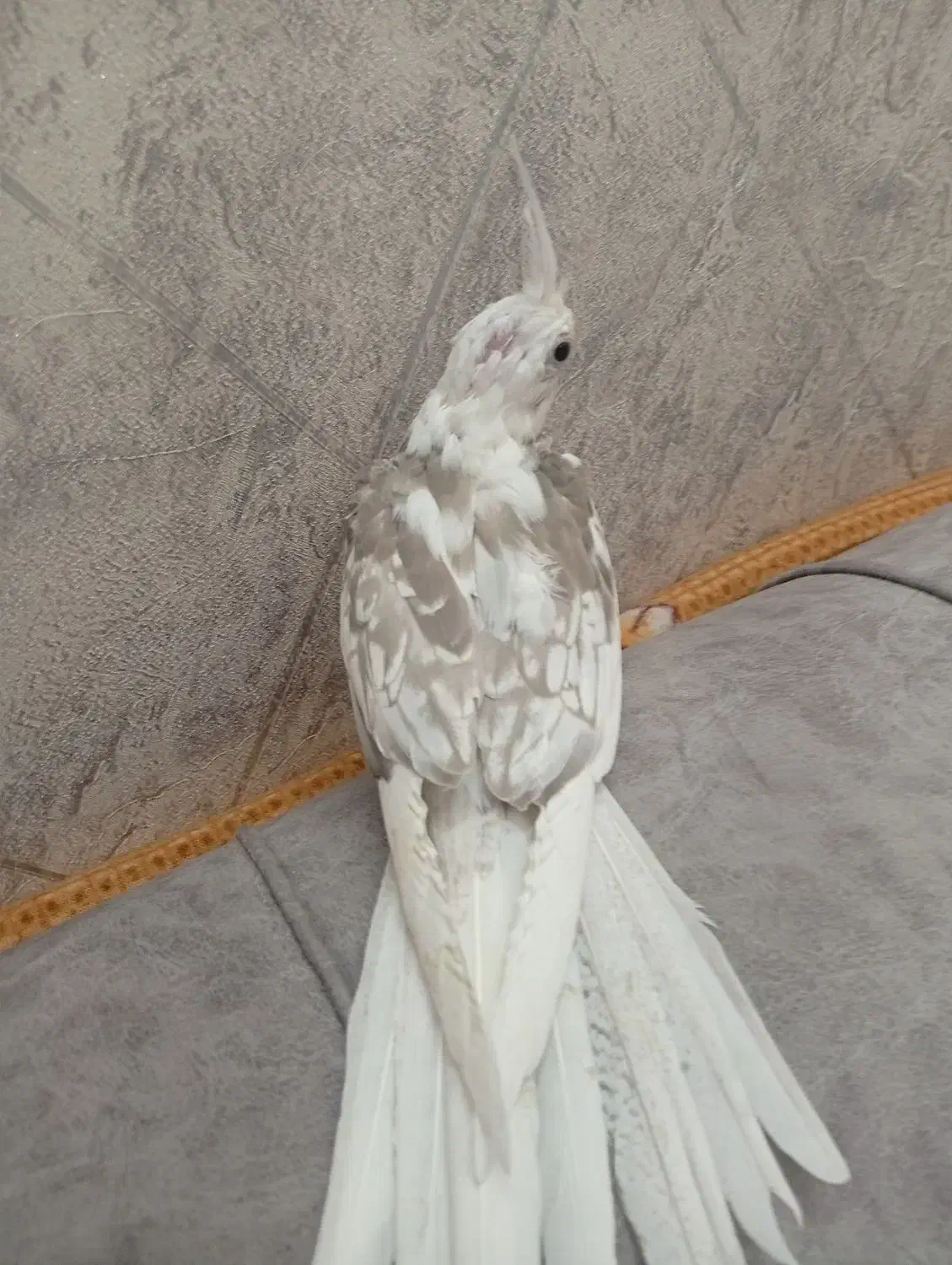 عروس هلندی البینو رام|پرنده|تهران, مینای شمالی (مخبر)|دیوار