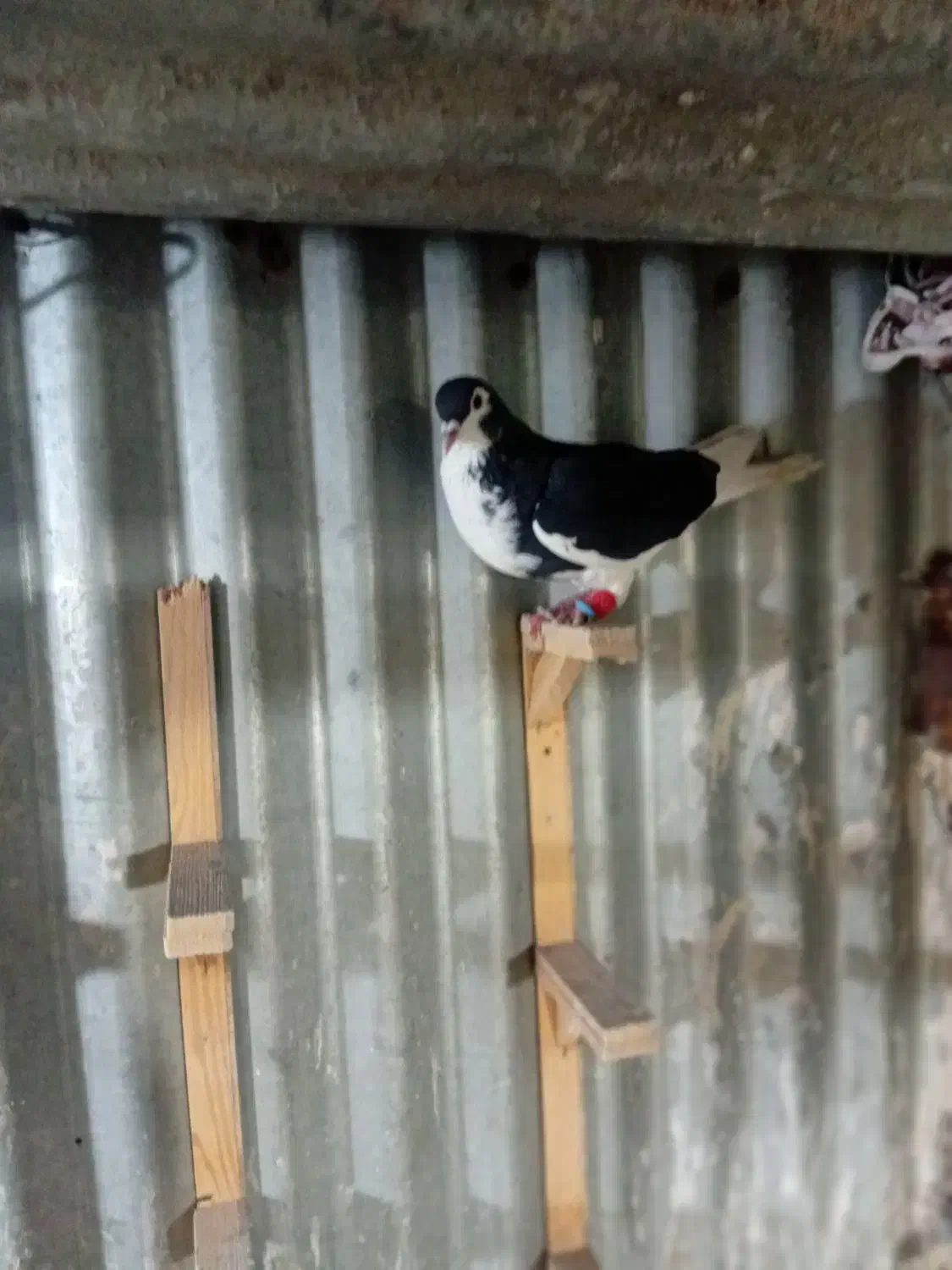 کفتر وبوم|پرنده|مشهد, نوید|دیوار