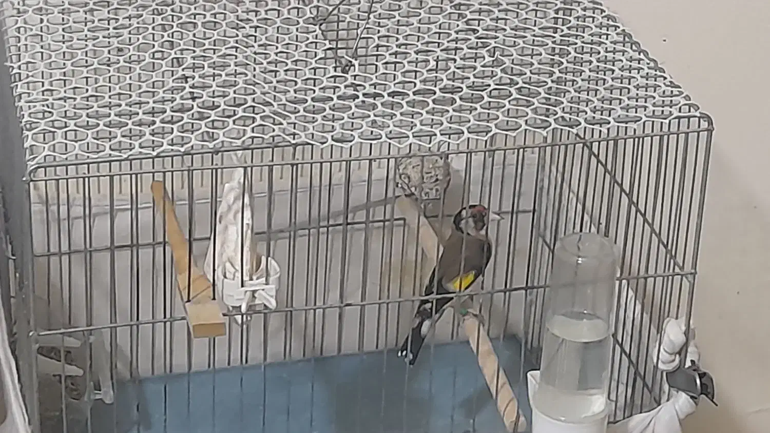 سهره نر سرمایی|پرنده|ارومیه, |دیوار