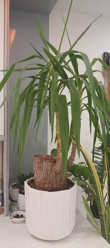 نخل یوکا(بونسای 30 ساله) یک سوم قیمت|گل و گیاه طبیعی|پاکدشت, پاکدشت (مامازند)|دیوار